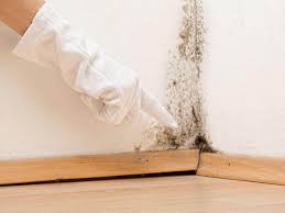 Mold Prevention & Removal